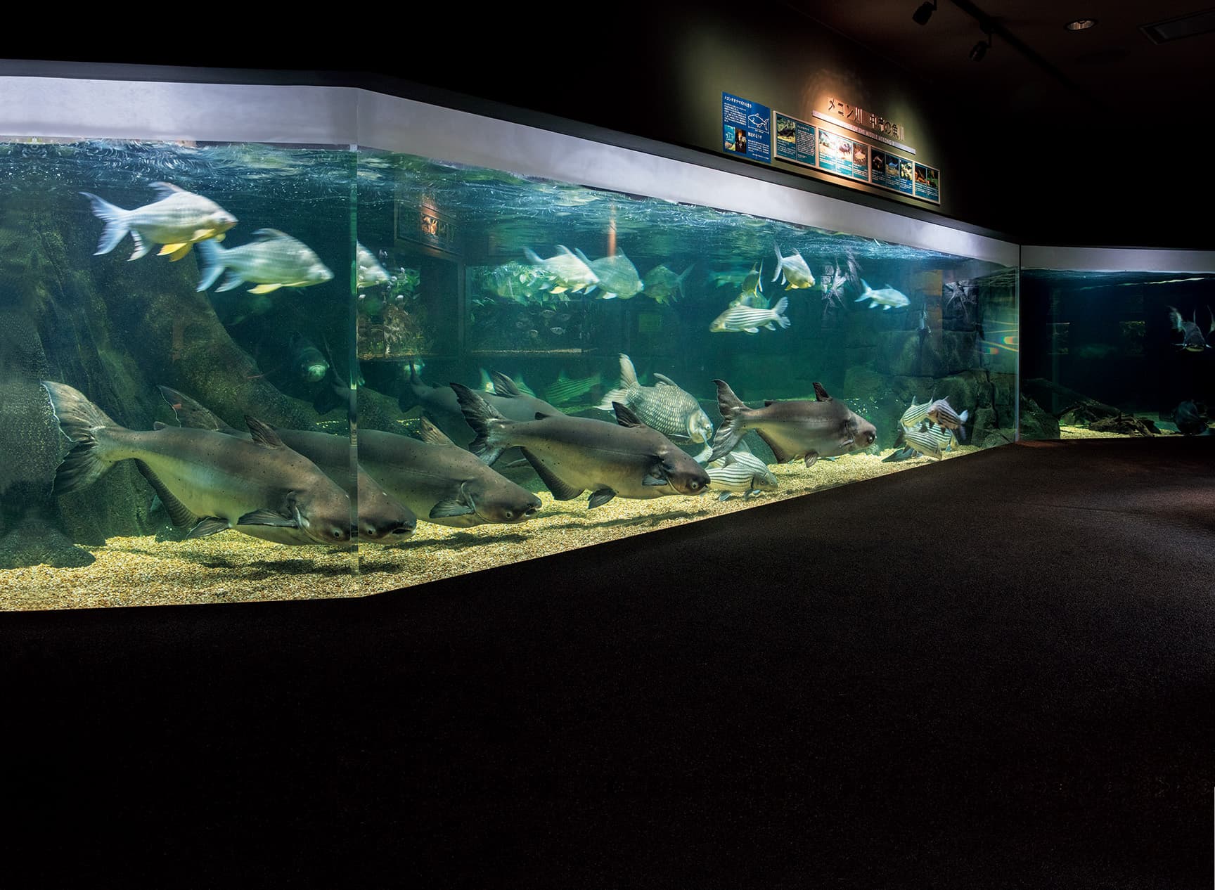 世界淡水魚園水族館 アクア・トト ぎふ