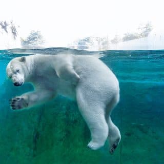 札幌市円山動物園