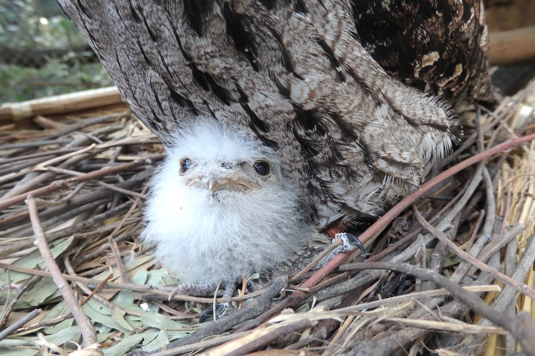 キャンベルタウン野鳥の森
