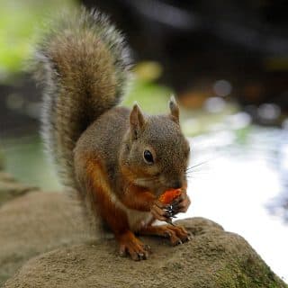 井の頭自然文化園