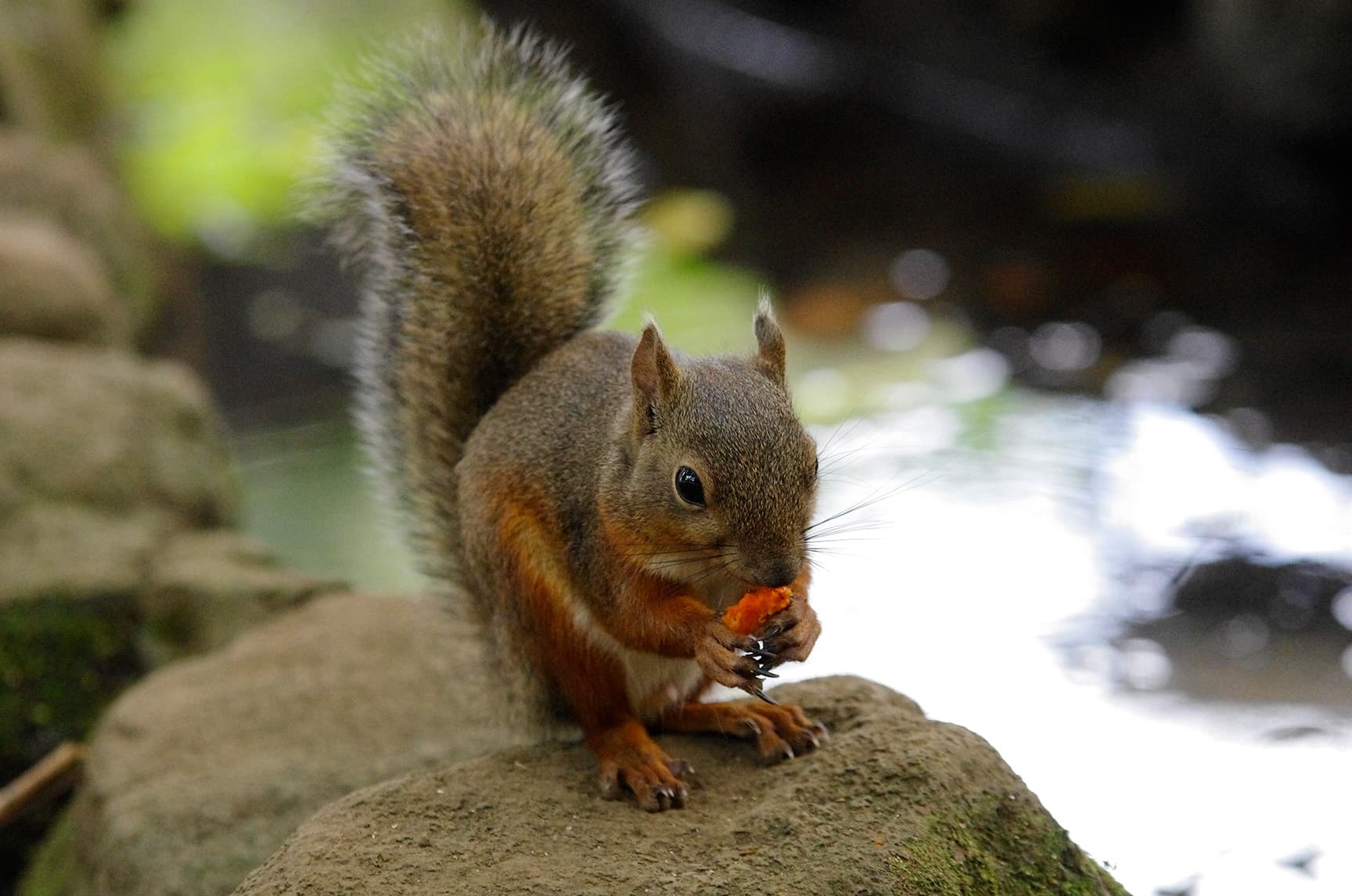 井の頭自然文化園