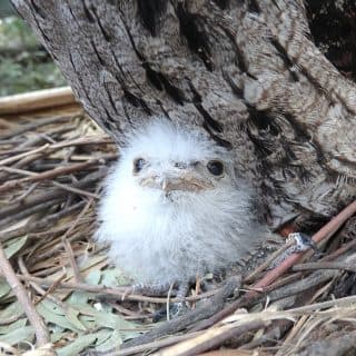 キャンベルタウン野鳥の森