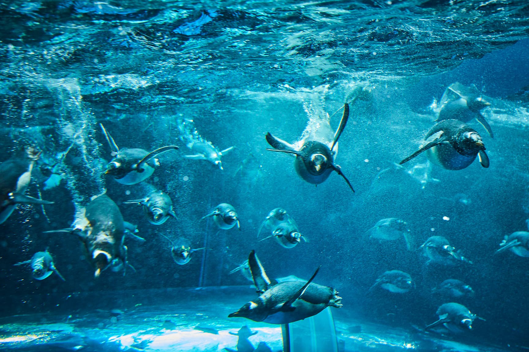 下関市立しものせき水族館「海響館」