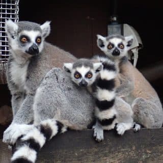 東京都立大島公園 動物園