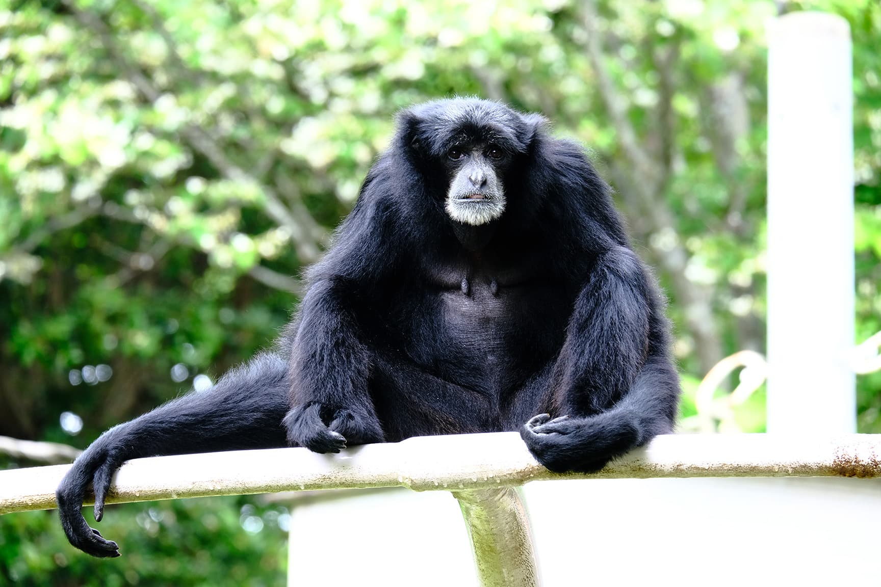 千葉市動物公園