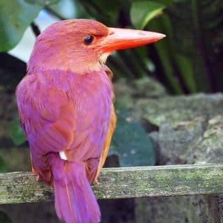 沖縄こどもの国