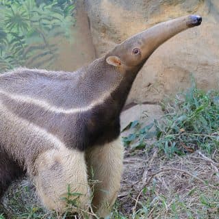 江戸川区自然動物園