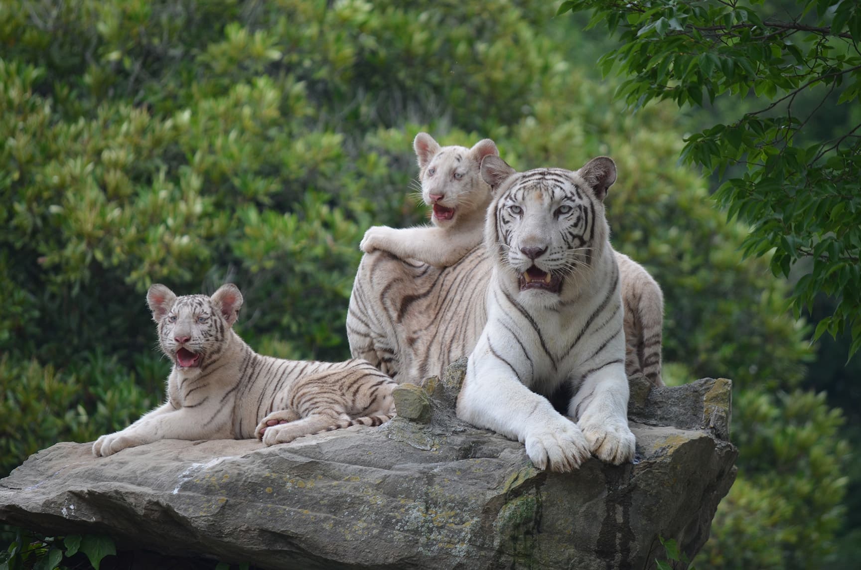 野生の王国 群馬サファリパーク
