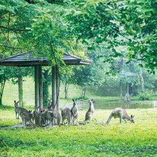 埼玉県こども動物自然公園