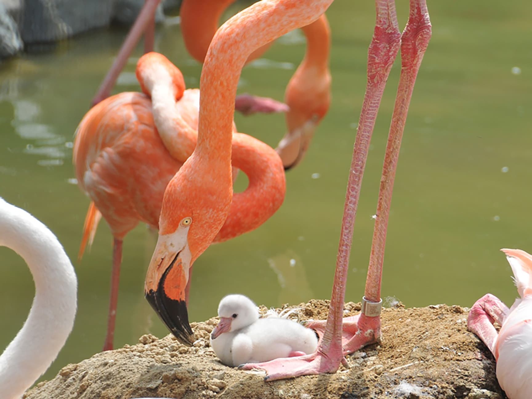 神戸市立王子動物園