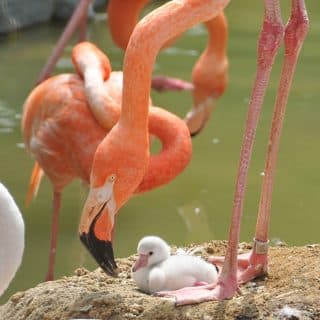神戸市立王子動物園