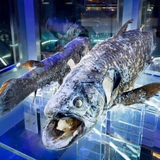 沼津港深海水族館～シーラカンス・ミュージアム～