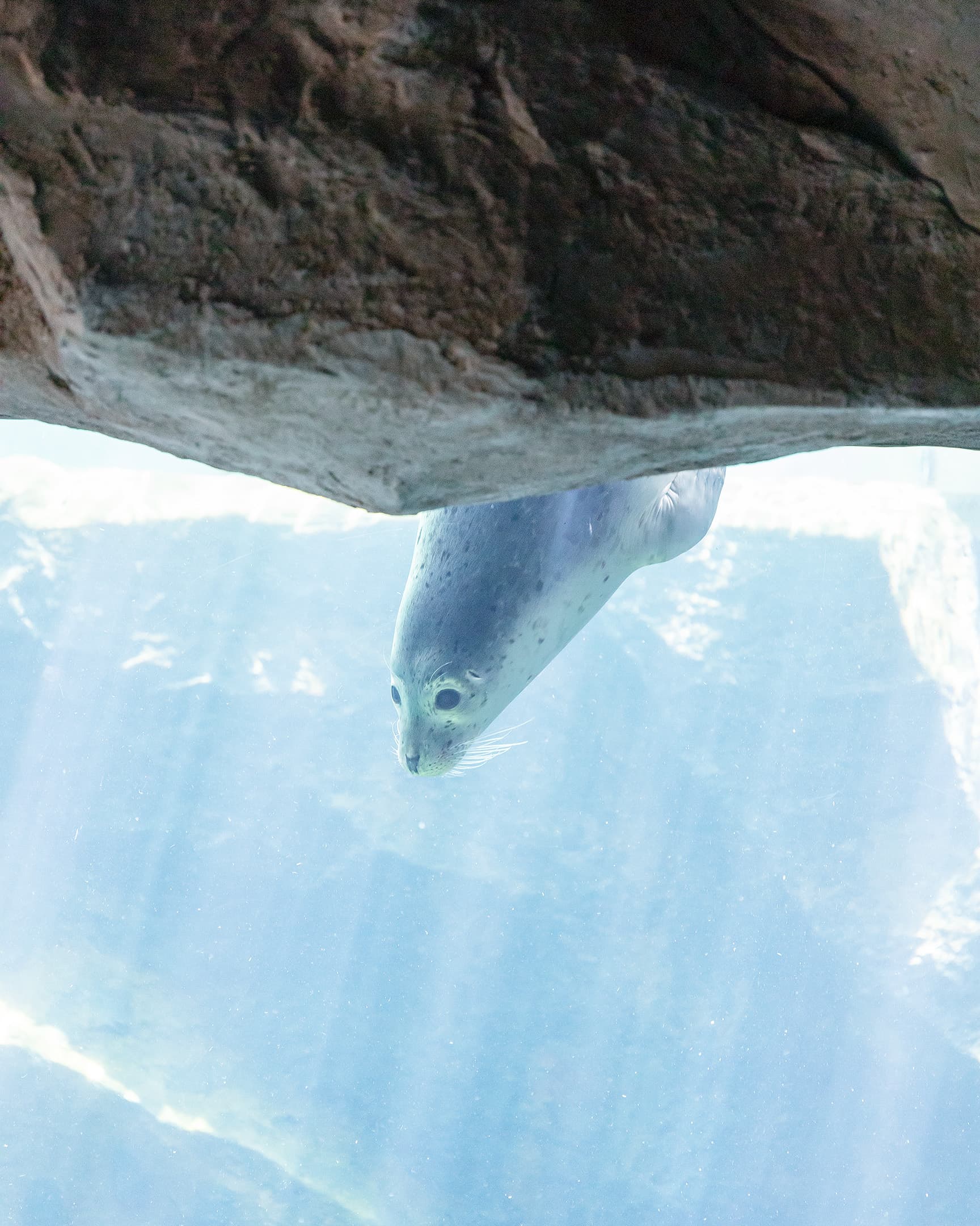 旭川市旭山動物園