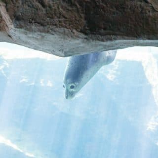 旭川市旭山動物園