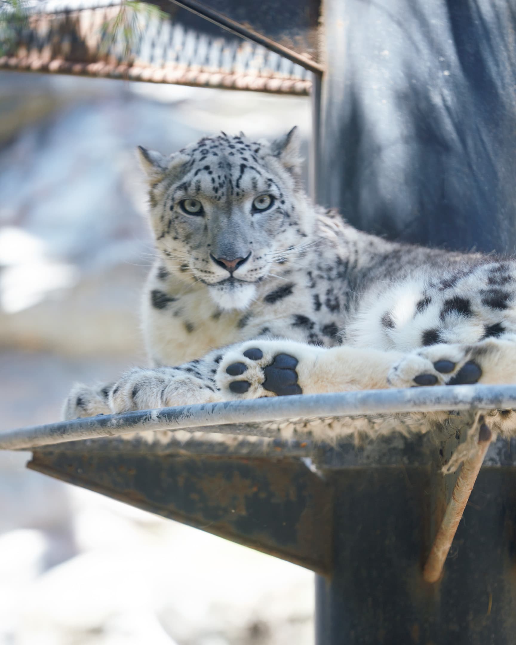 秋田市大森山動物園～あきぎんオモリンの森～