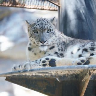 秋田市大森山動物園～あきぎんオモリンの森～
