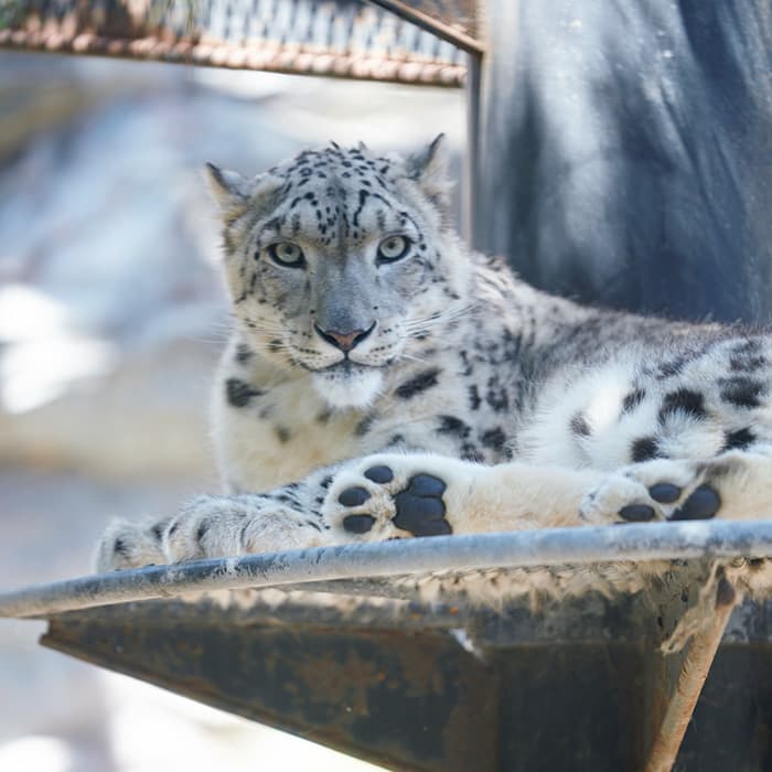 秋田市大森山動物園～あきぎんオモリンの森～