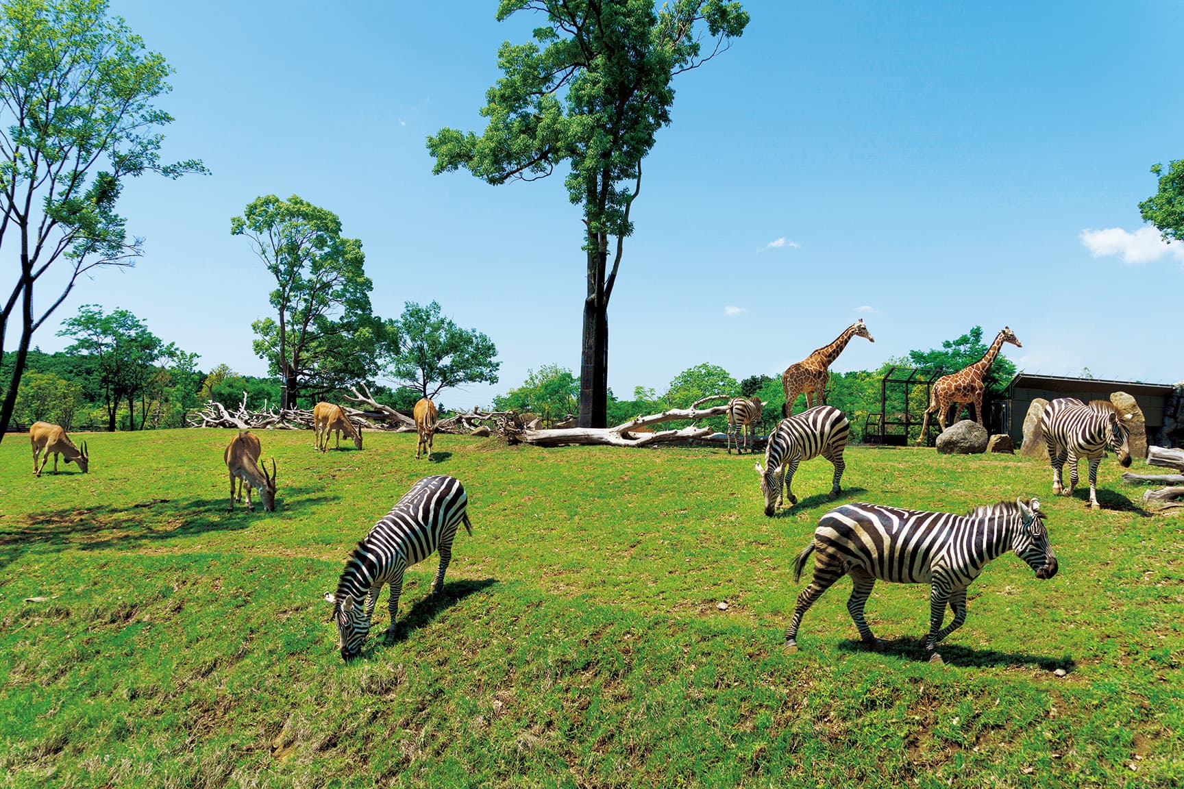 よこはま動物園ズーラシア