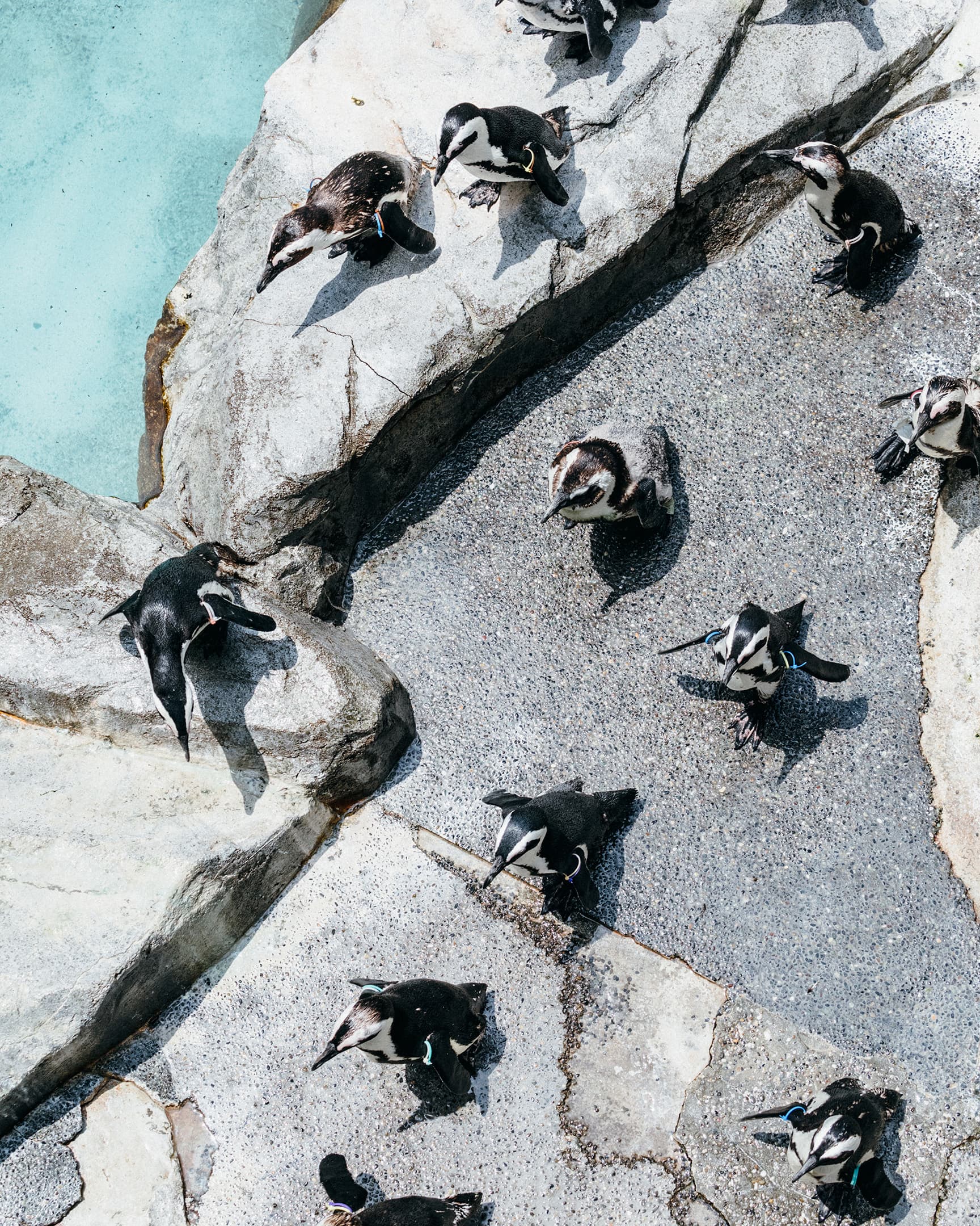 長崎ペンギン水族館