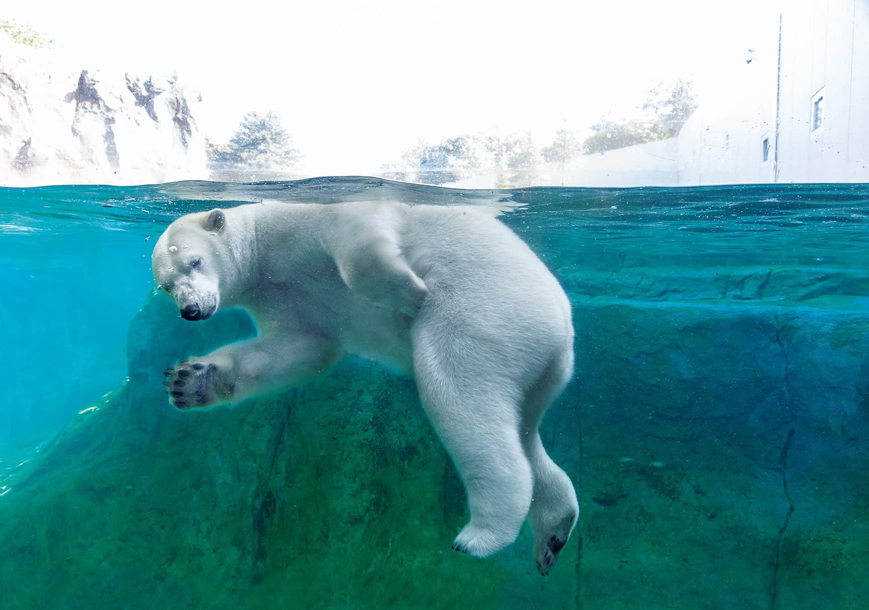 札幌市円山動物園