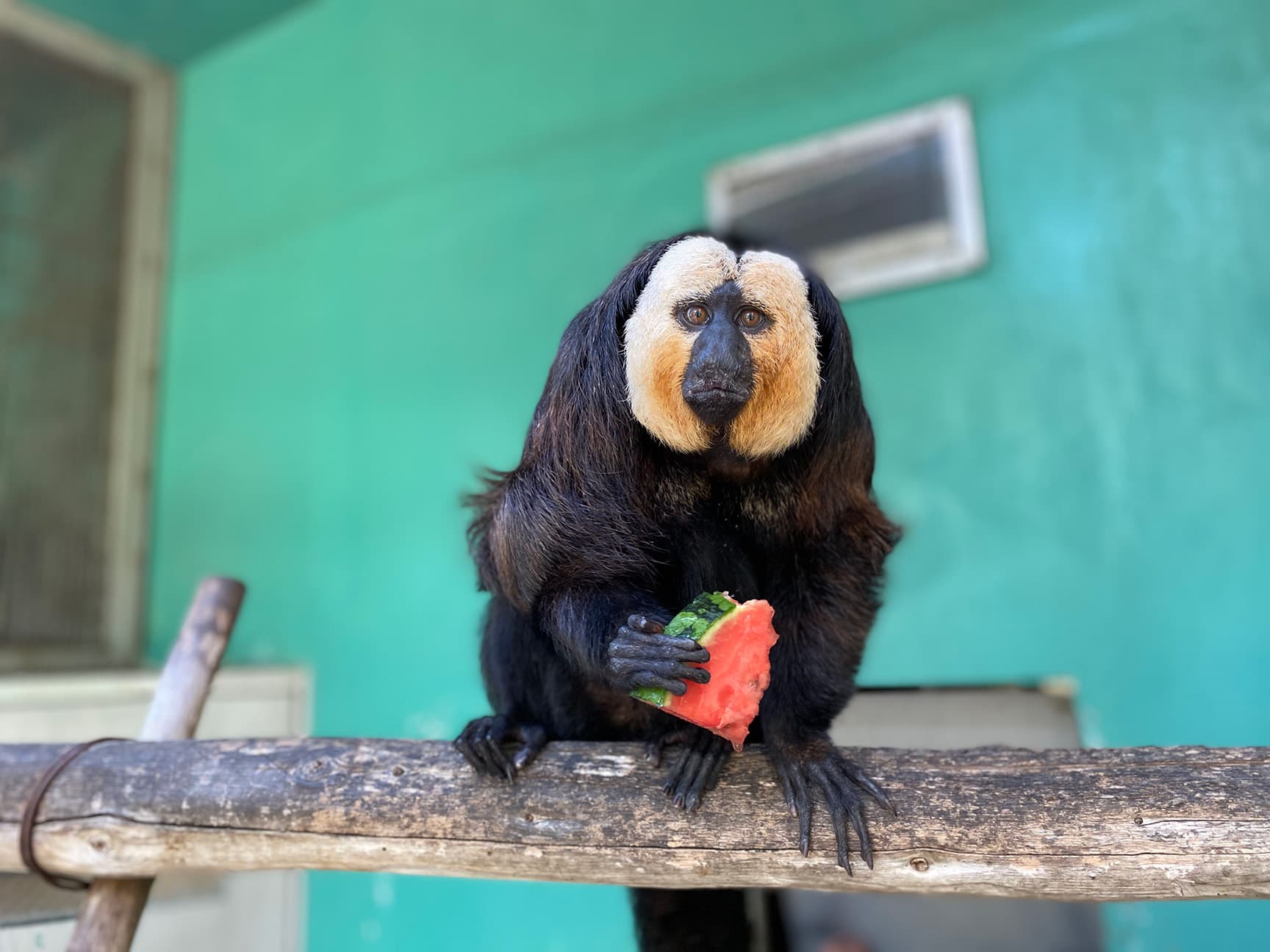 日本モンキーセンター