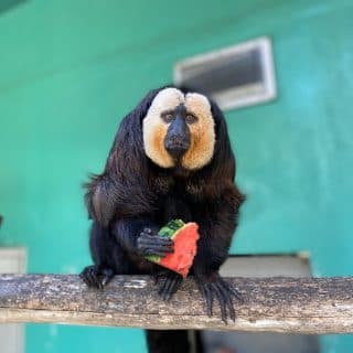 日本モンキーセンター