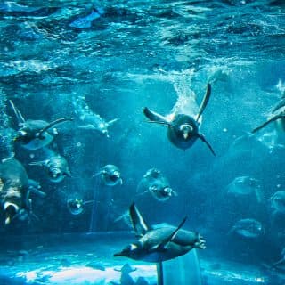 下関市立しものせき水族館「海響館」