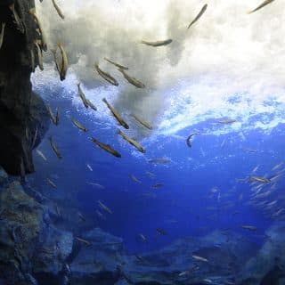 北の大地の水族館