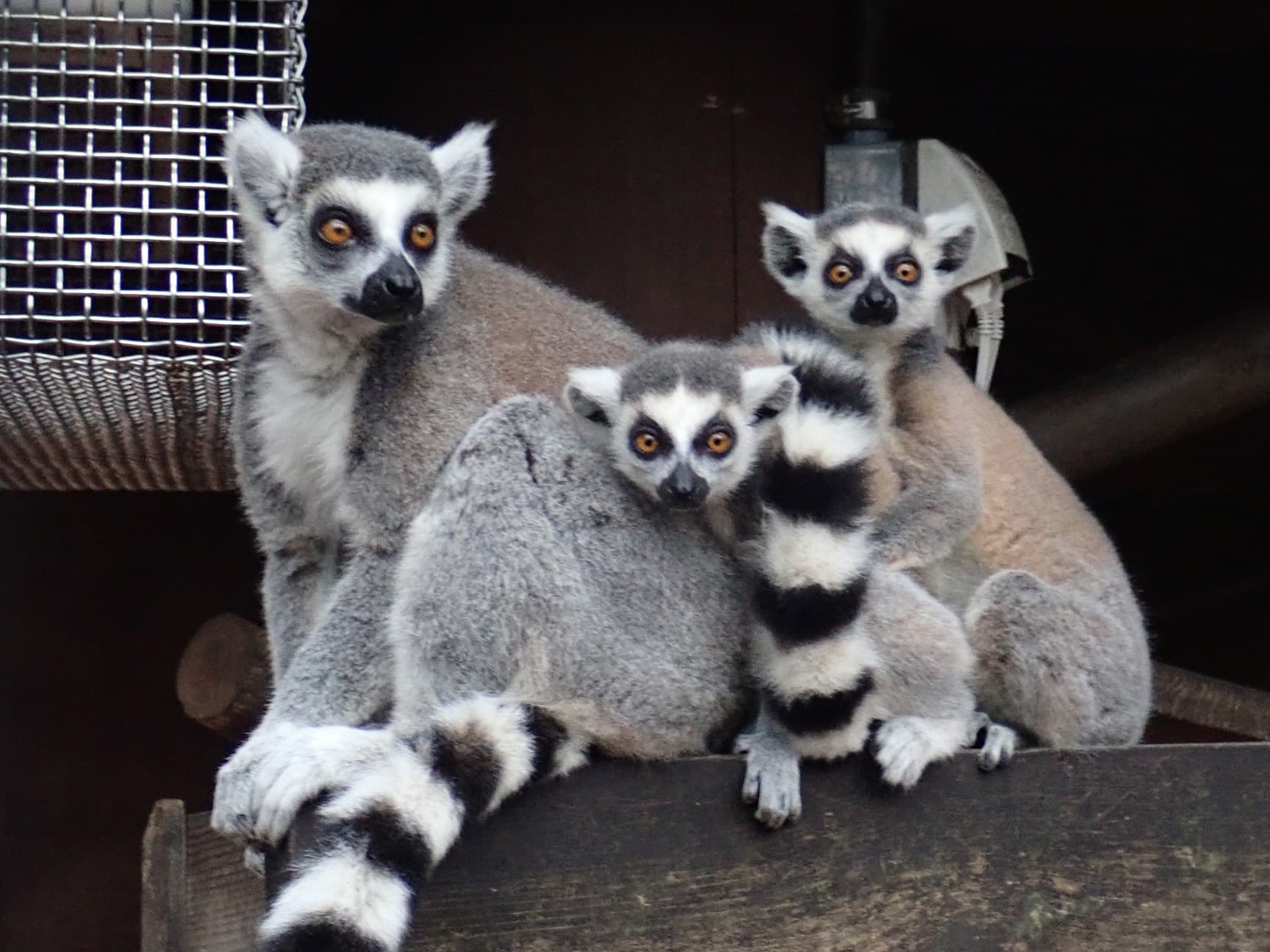 東京都立大島公園 動物園