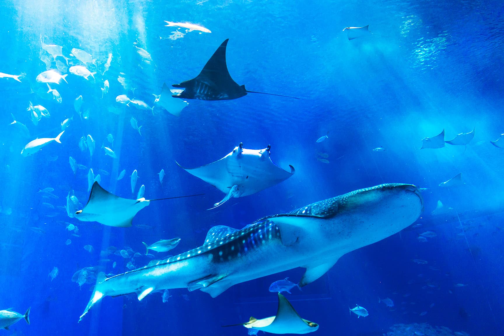 沖縄美ら海水族館