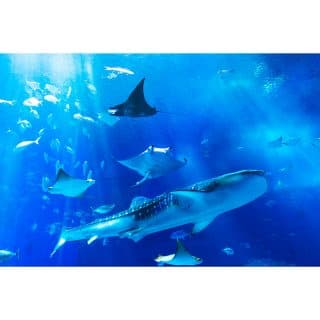 沖縄美ら海水族館