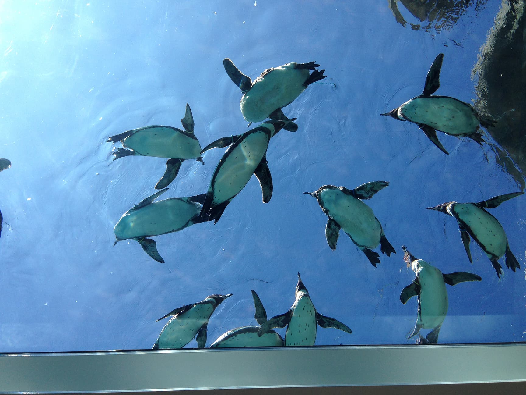 九十九島動植物園森きらら