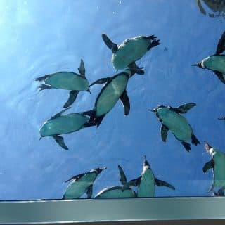 九十九島動植物園森きらら