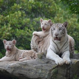 野生の王国 群馬サファリパーク