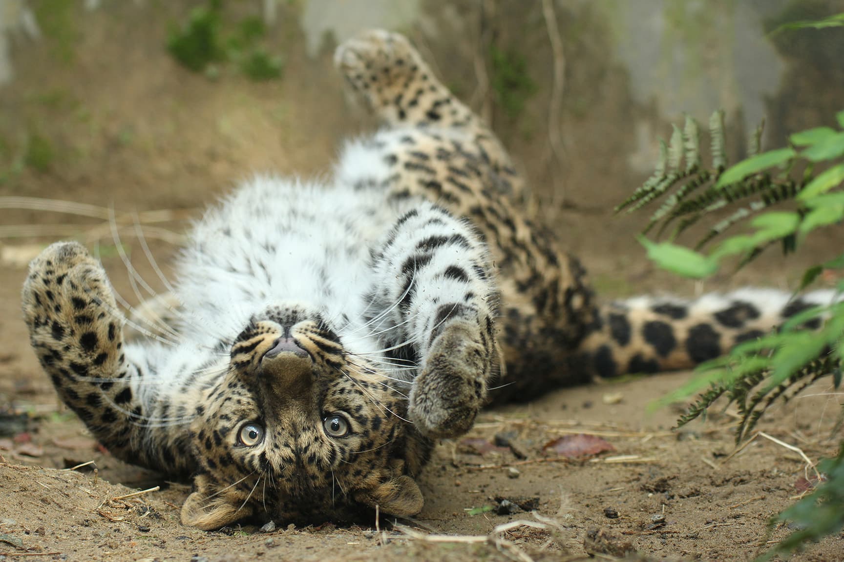 いしかわ動物園