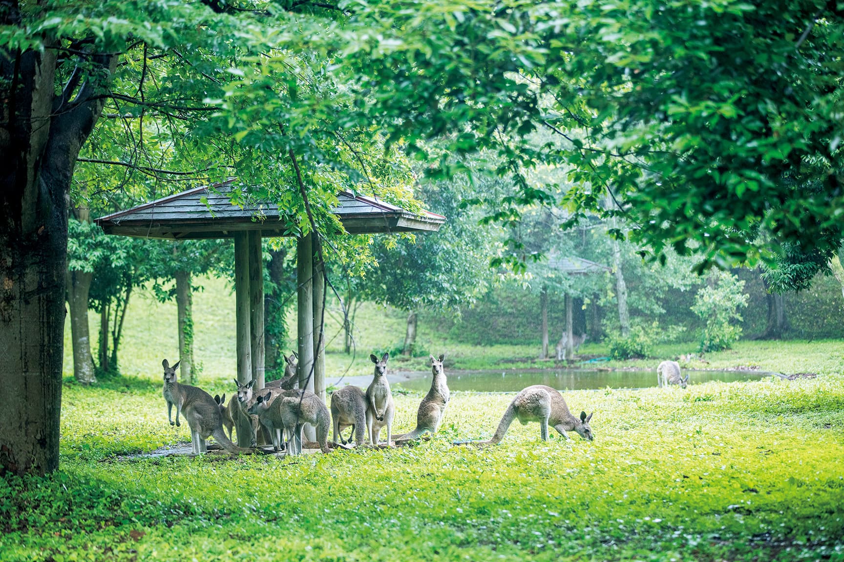 埼玉県こども動物自然公園