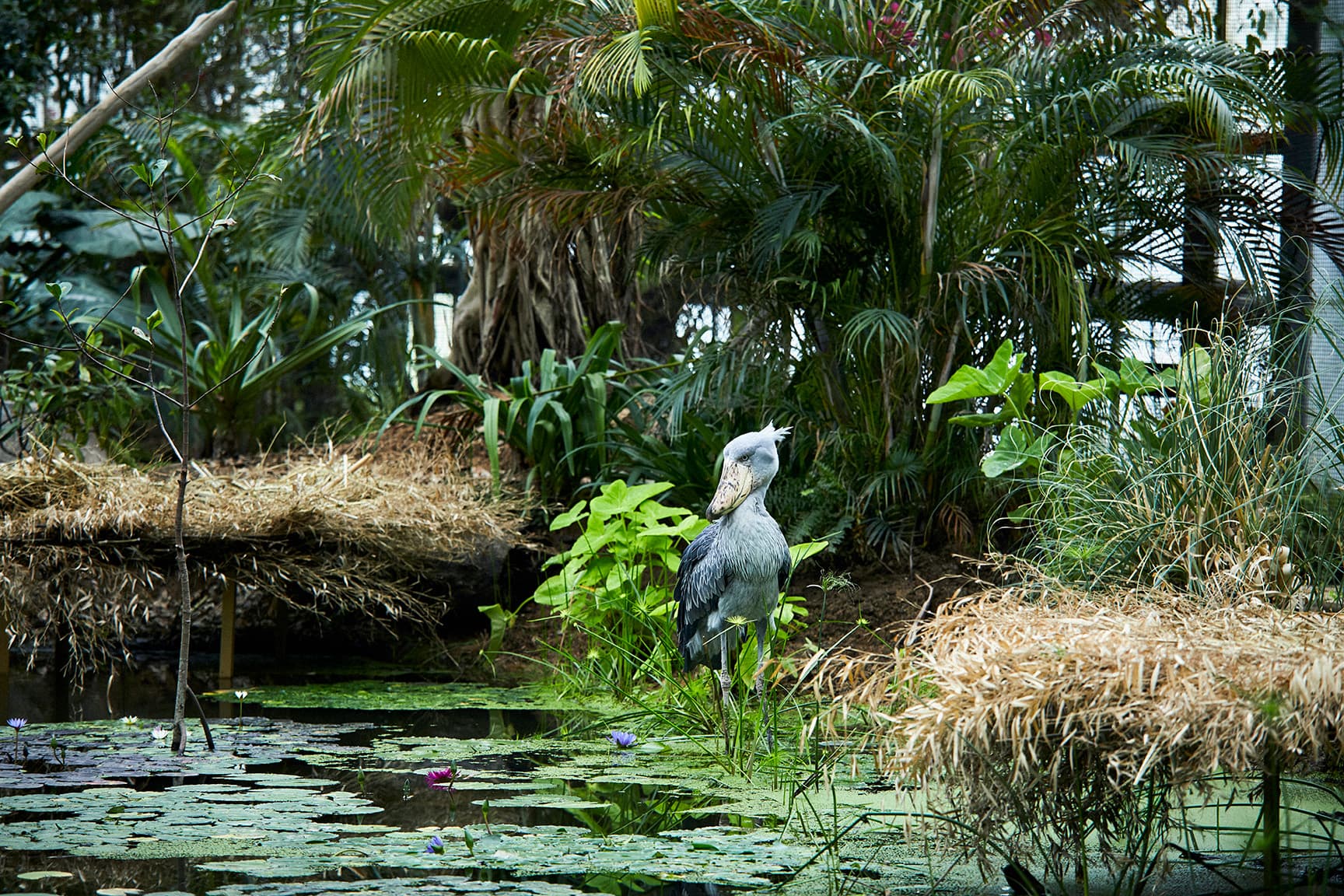 神戸どうぶつ王国