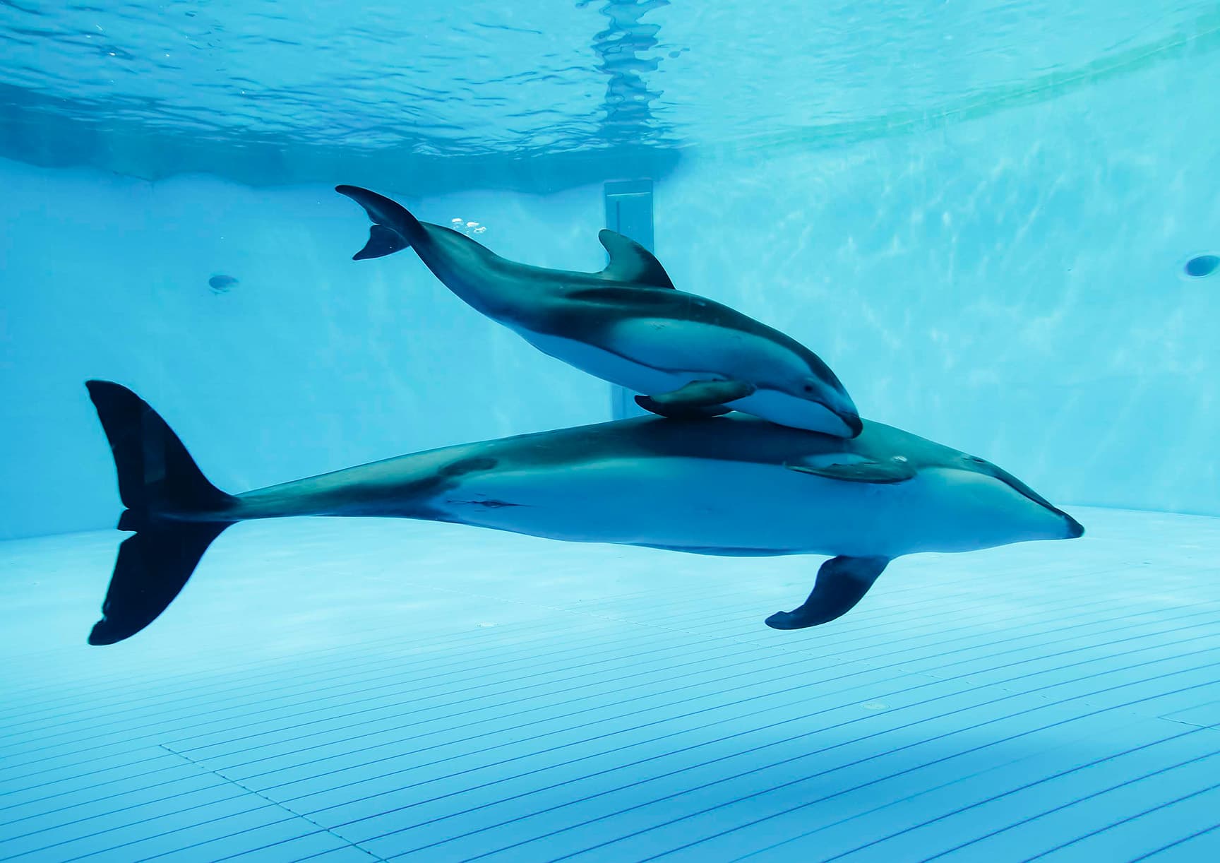 鴨川シーワールド