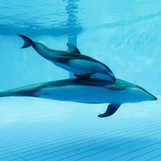 鴨川シーワールド