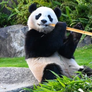 アドベンチャーワールド